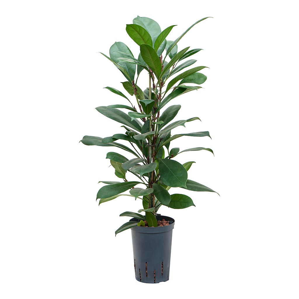 Ficus cyathistipula - African Fig - Hydroculture