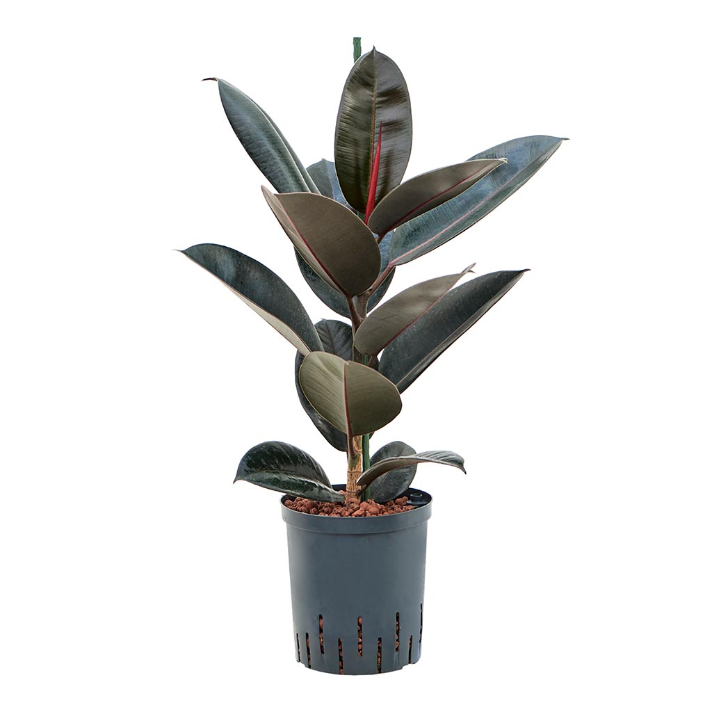 Ficus elastica Abidjan - Hydroculture - 18/19 x 95cm