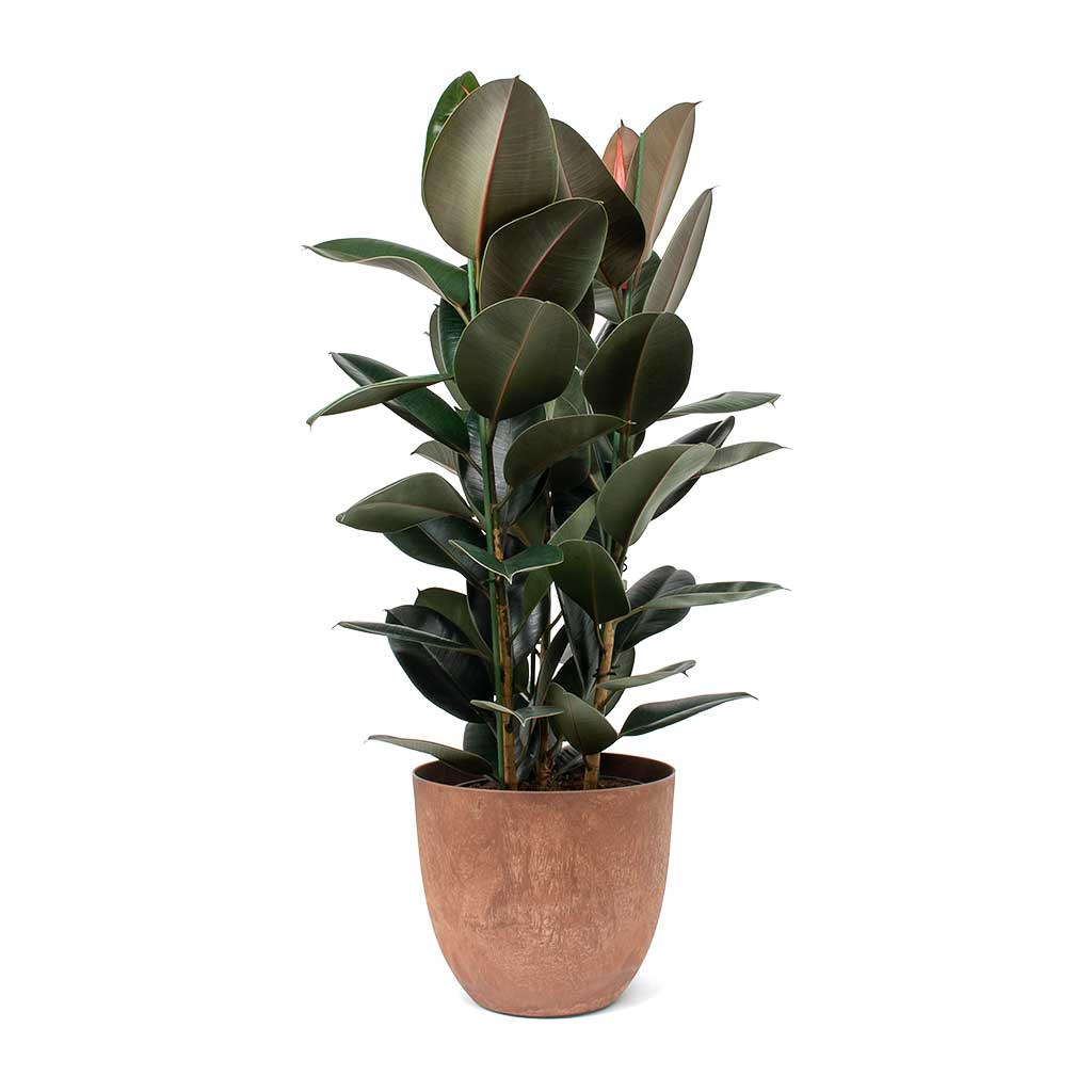 Ficus elastica Abidjan Rubber Plant & Bola Artstone Plant Pot Oak