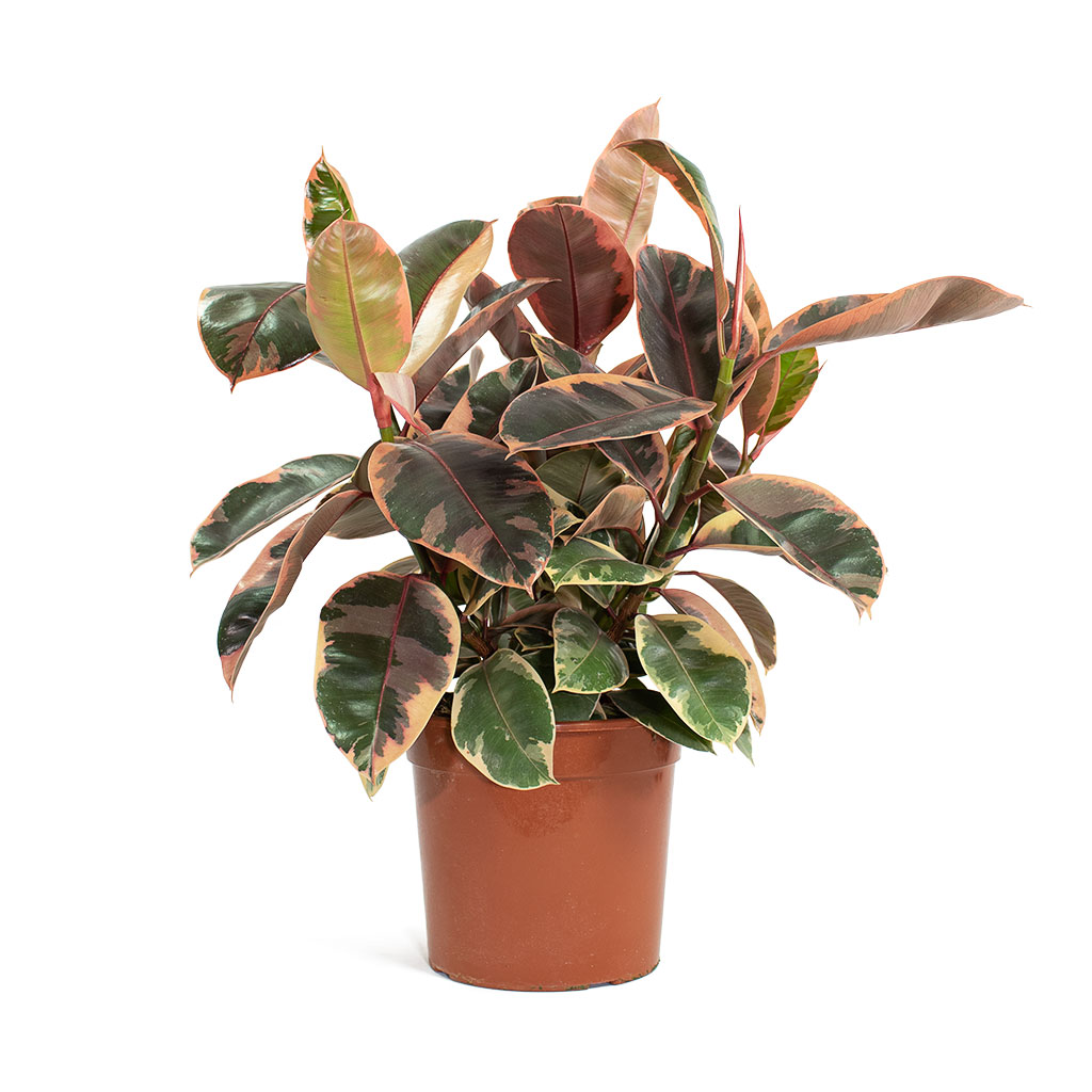 Ficus elastica Belize Rubber Plant
