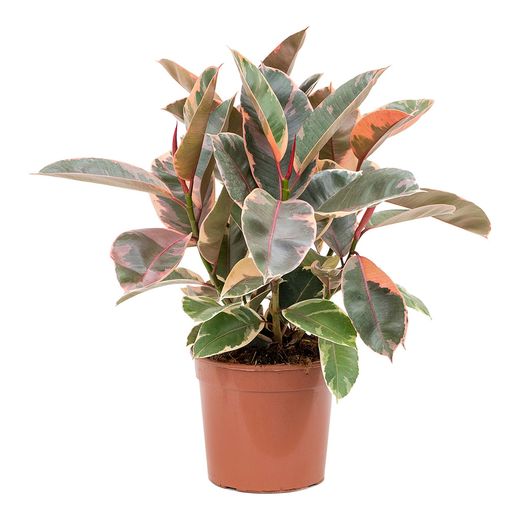 Ficus elastica Belize Rubber Plant