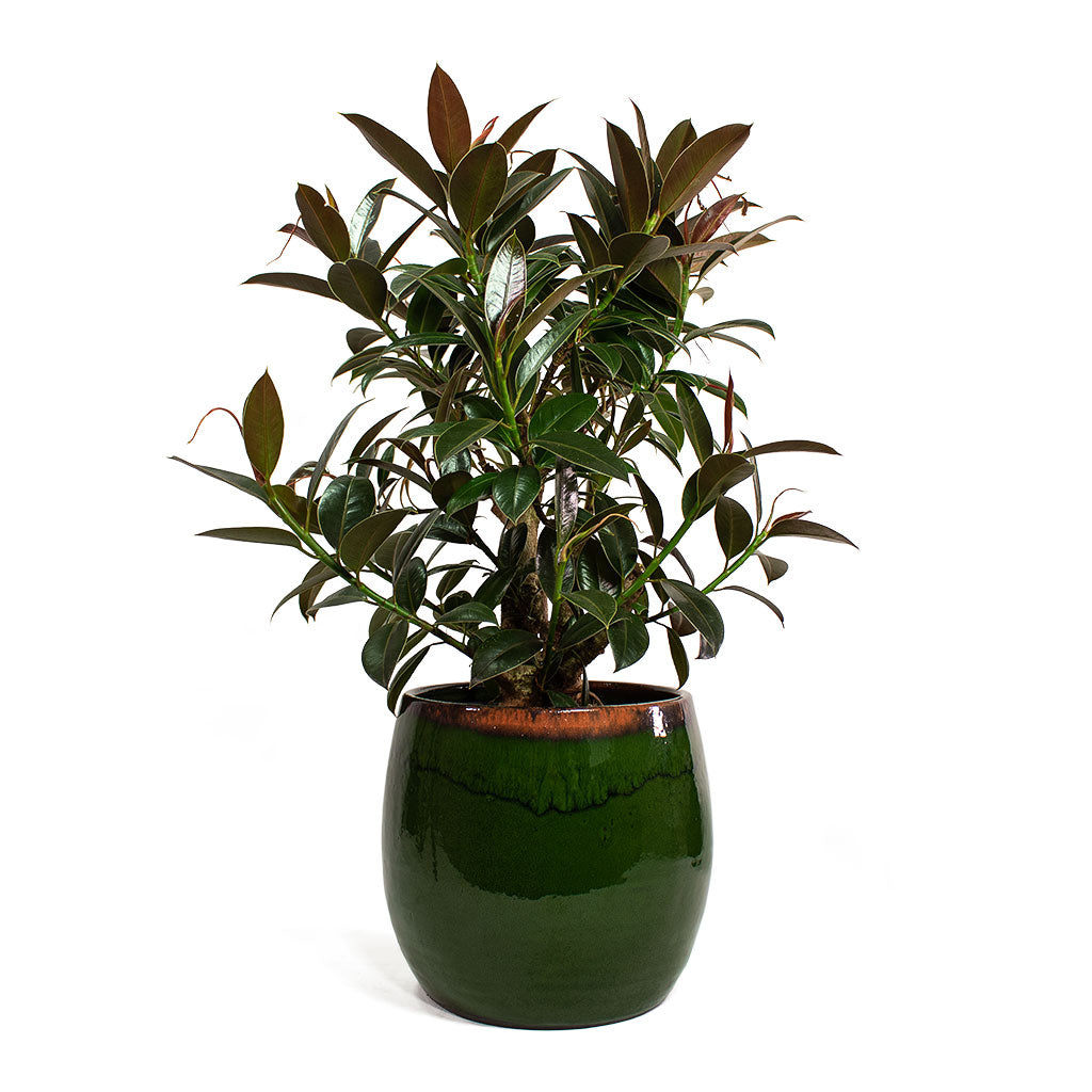 Ficus elastica Petite Melany Rubber Plant with Charlotte Plant Pot Green