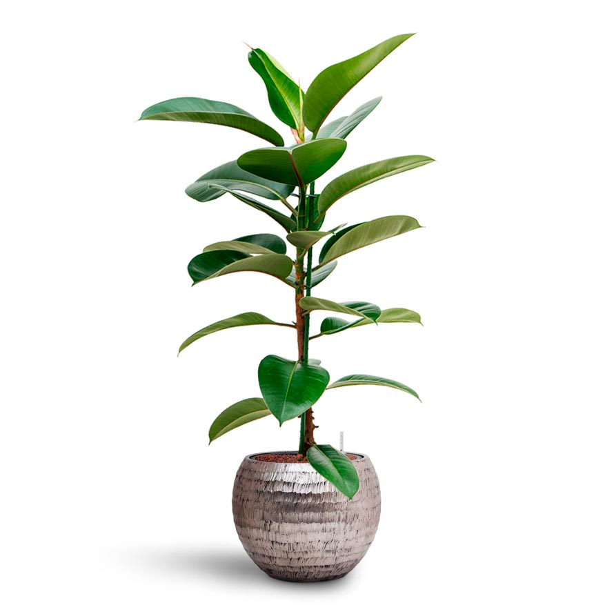 Opus Hammered Globe Planter - Silver & rubber Plant