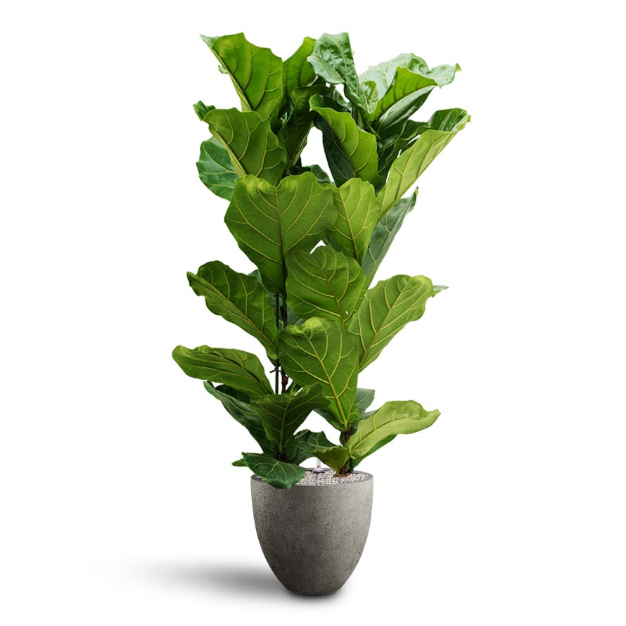 Ficus lyrata Hydroculture Indoor Plant & Grigio Egg Pot Planter - Natural Concrete