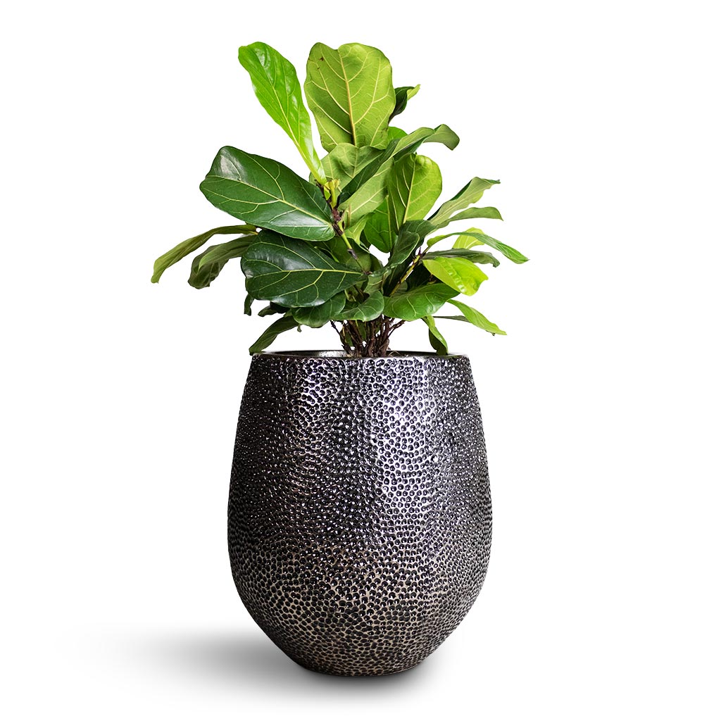 Ficus lyrata Bambino - Dwarf Fiddle Leaf Fig & Opus Hit Darcy Planter - Silver