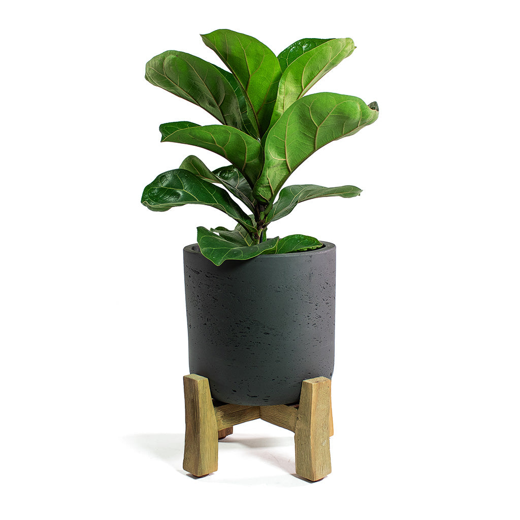 Ficus lyrata Bambino - Dwarf Fiddle Leaf Fig & Charlie
