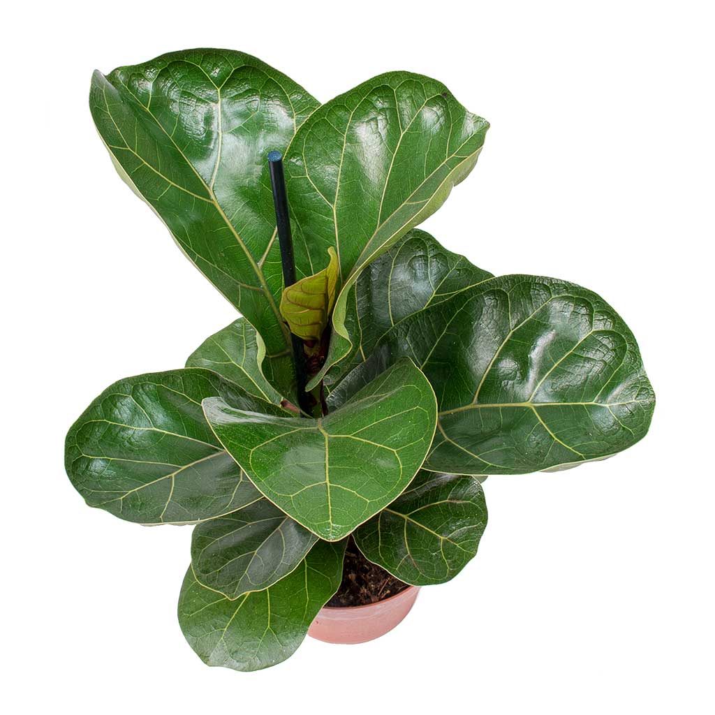 Ficus lyrata Bambino Small - Dwarf Fiddle Leaf Fig