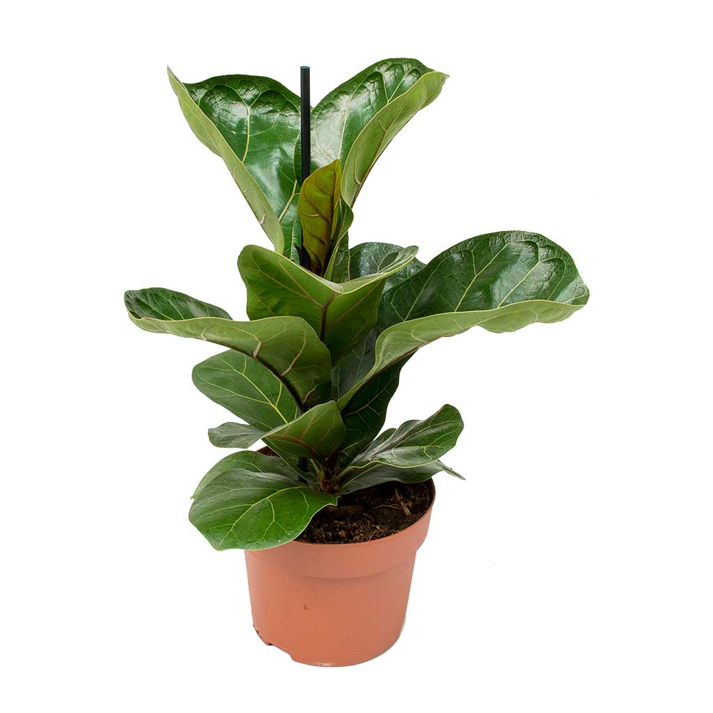 Ficus lyrata Bambino - Dwarf Fiddle Leaf Fig Small