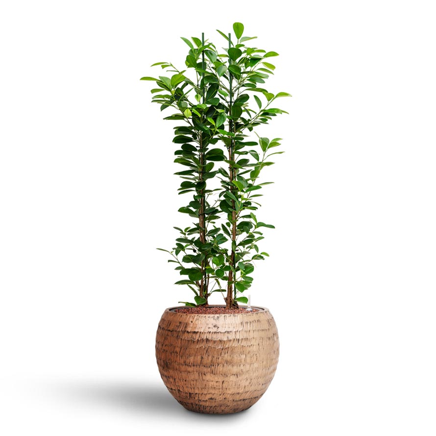 Ficus moclame - Hydroculture Opus Hammered Globe Planter - Gold