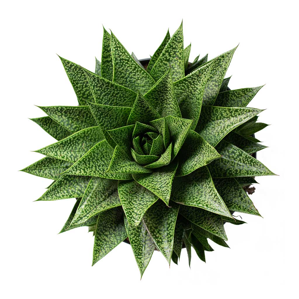 Gasteria D Tiga Ox Tongue 17cm Top-Down View