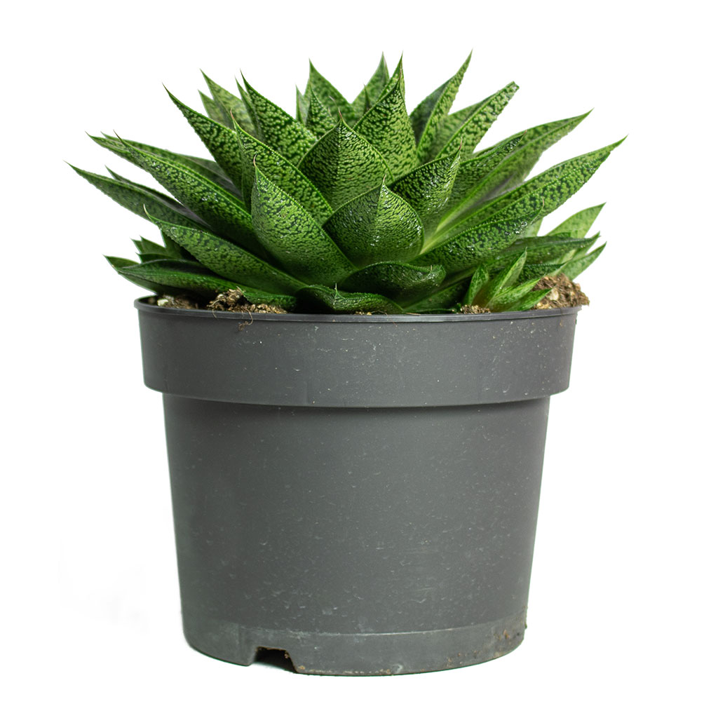 Gasteria D Tiga Ox Tongue 17cm