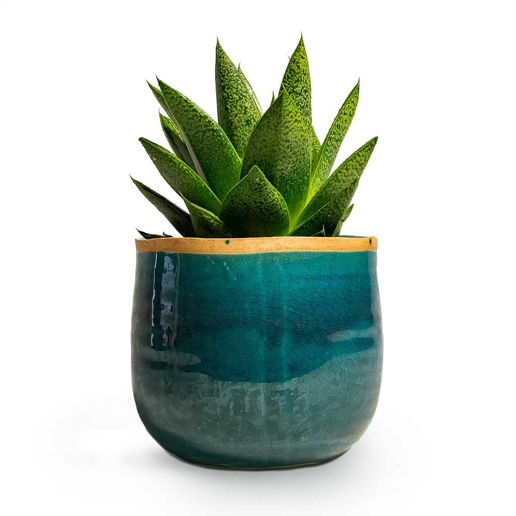 Gasteria D Tiga Ox Tongue Houseplant & Plant Pot Iris Turquoise