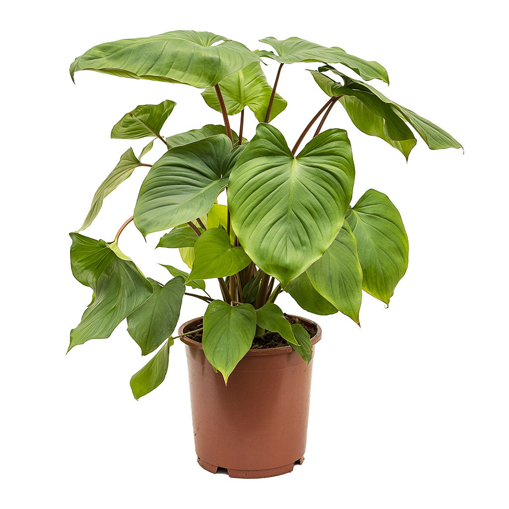 Homalomena rubescens Maggy Shield Plant Medium