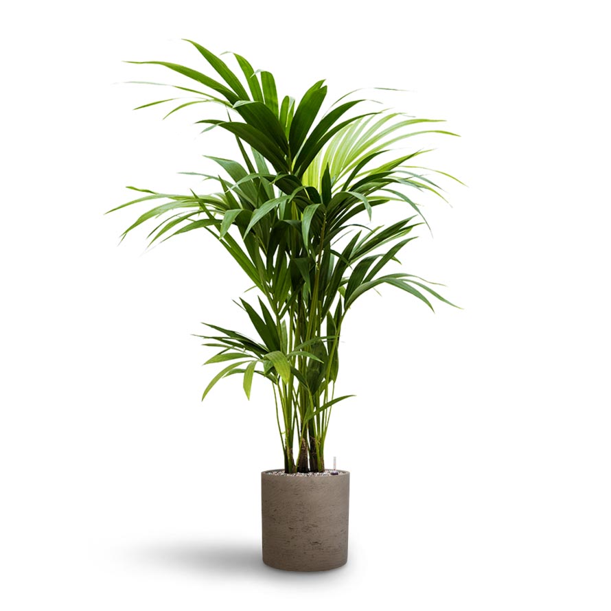 Howea - Kentia Palm - Hydroculture & Puk Rough Planter - Grey Washed