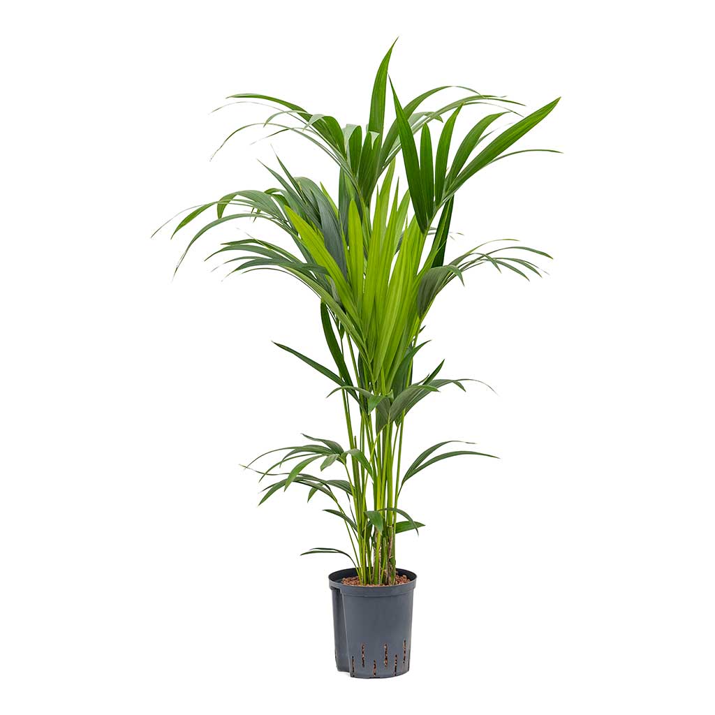 Howea Kentia Palm Hydroculture Indoor Plant 120cm