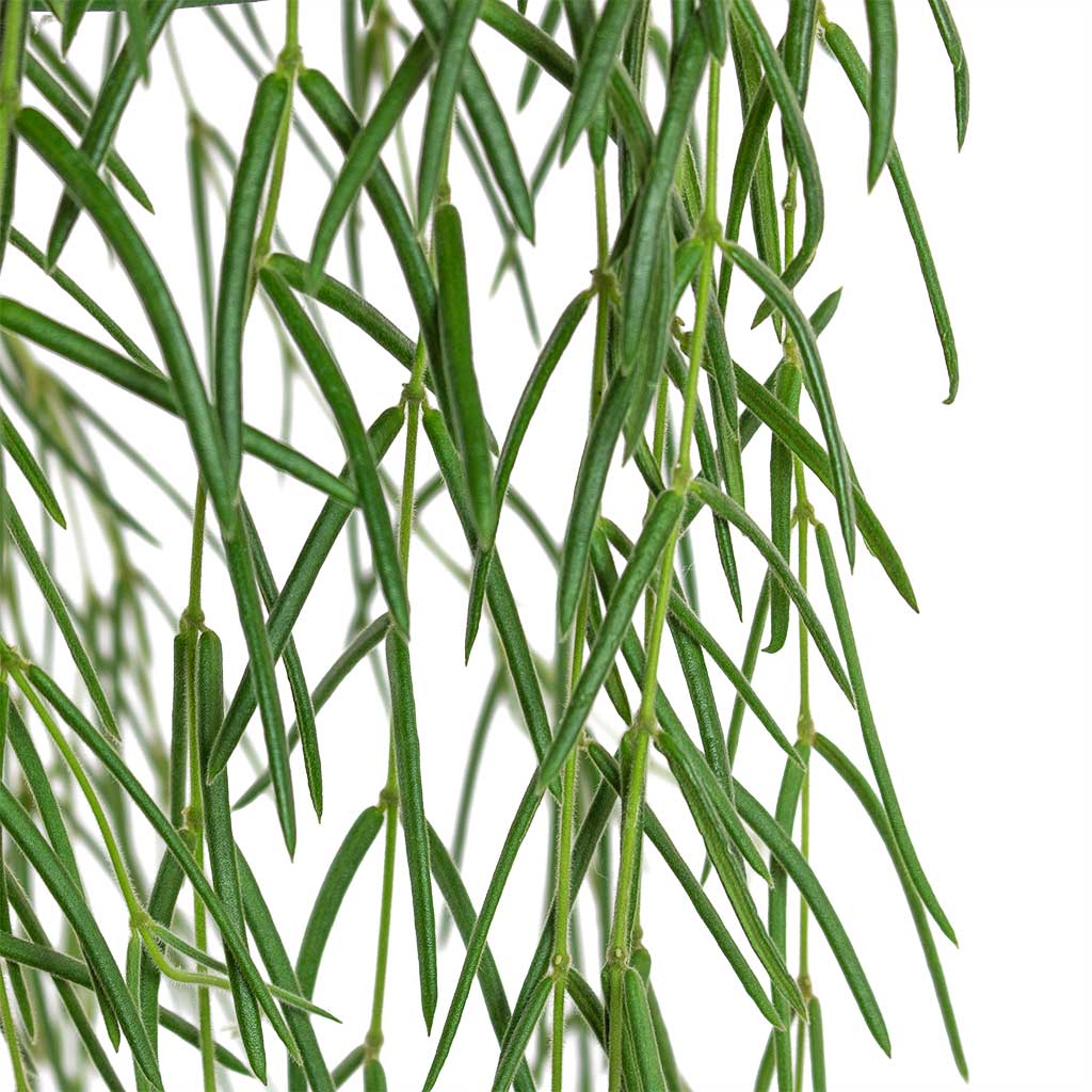 Hoya linearis Linear Porcelain Plant Close-Up