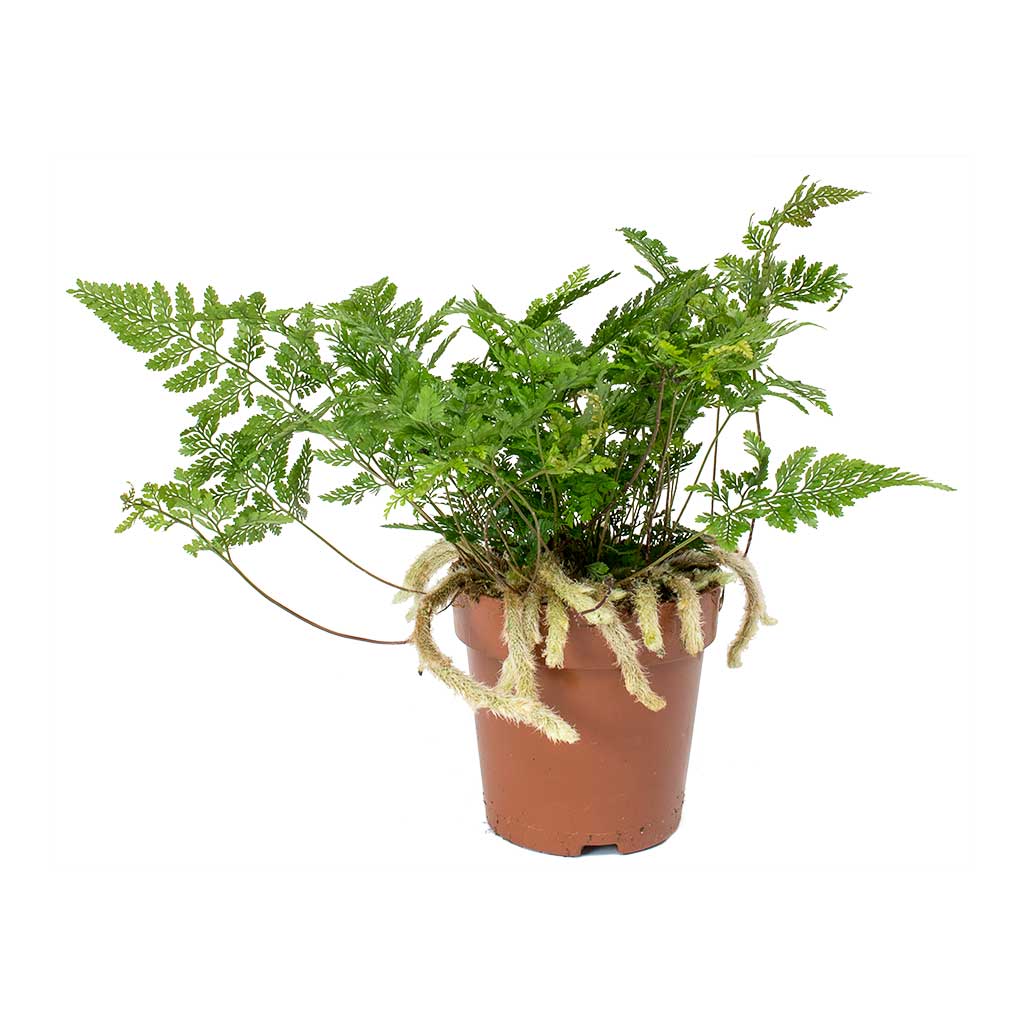 Humata tyermannii - White Rabbit's Foot Fern 25cm