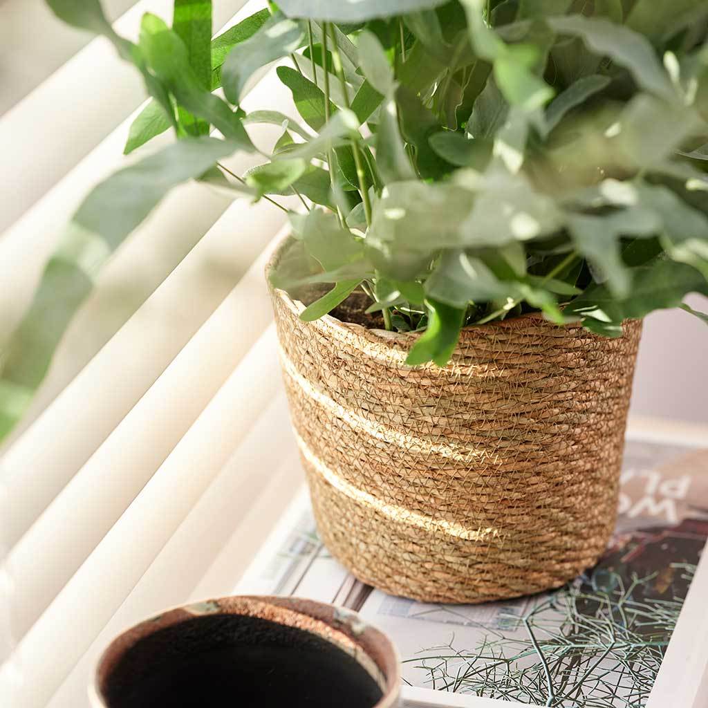 Igmar Plant Basket - Natural & Blue Star Fern