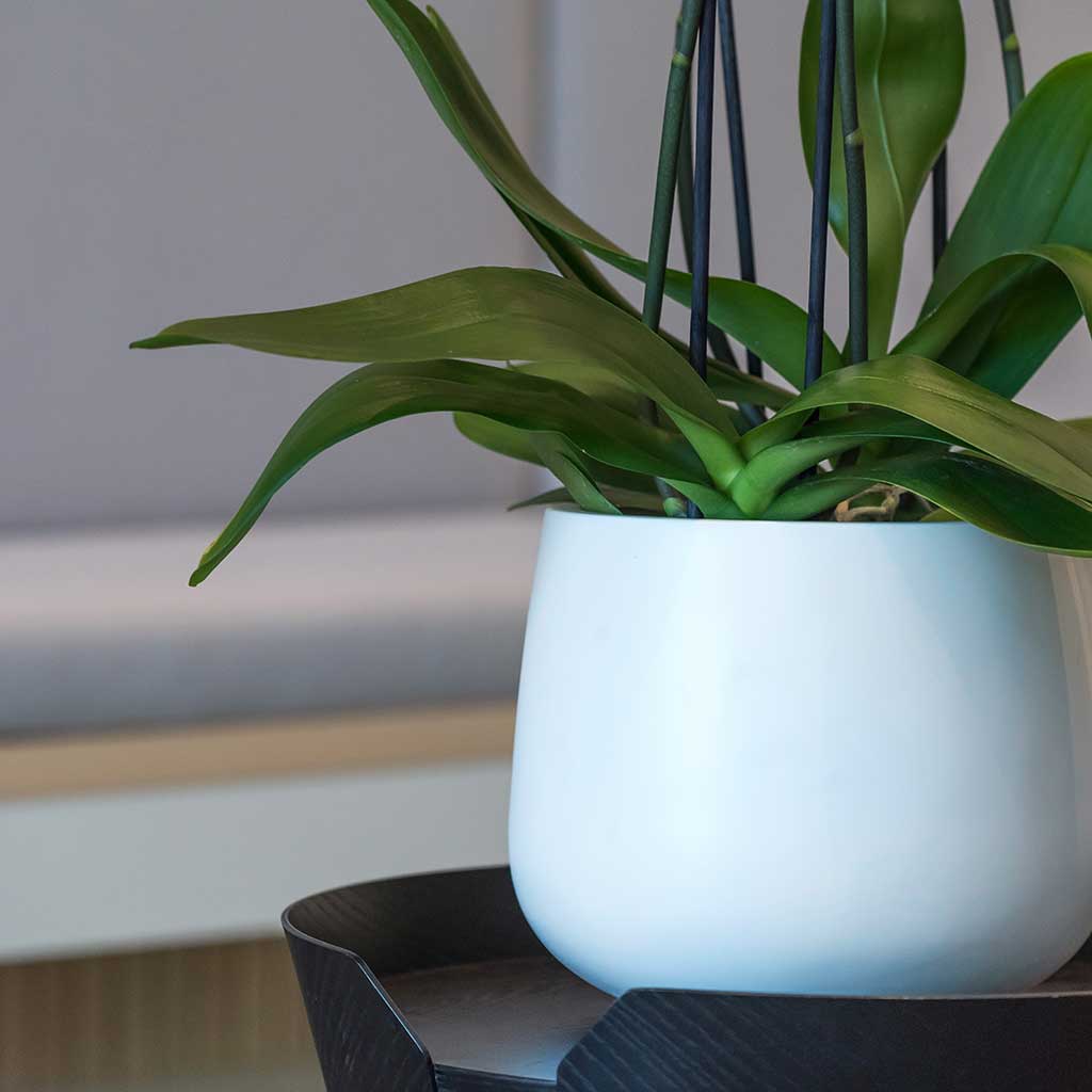 Kevan Plant Pot Matt White Close Up