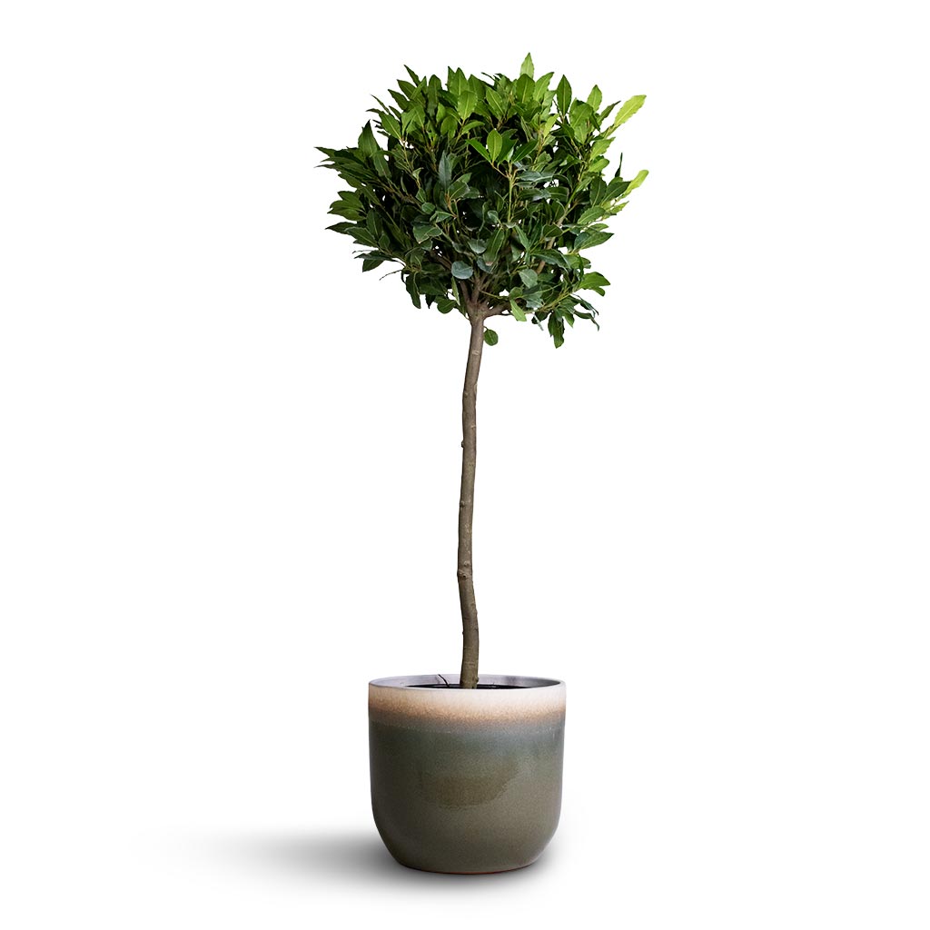 Laurus nobilis - Bay Tree & Tarra Plant Pot - Forest
