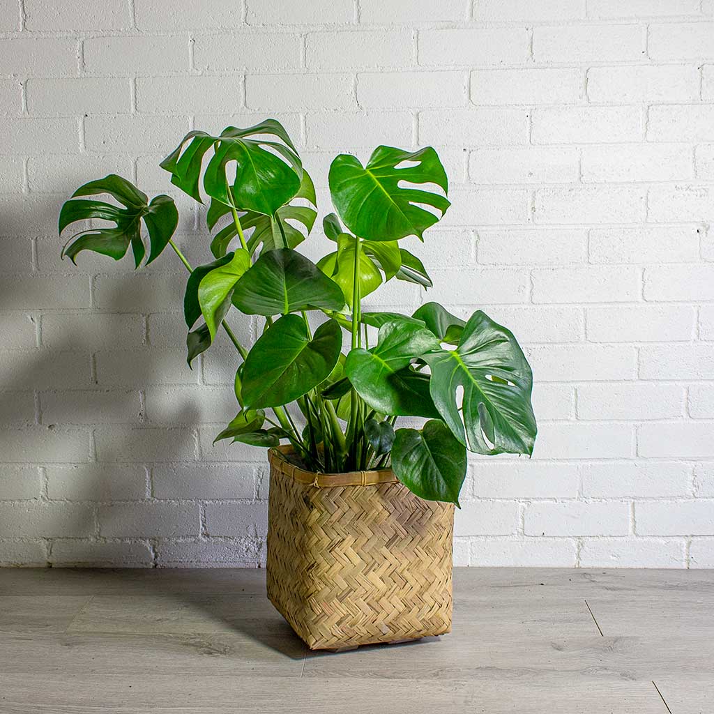 Monstera deliciosa Swiss Cheese Plant & Kobe Bamboo Planter Plant Pot
