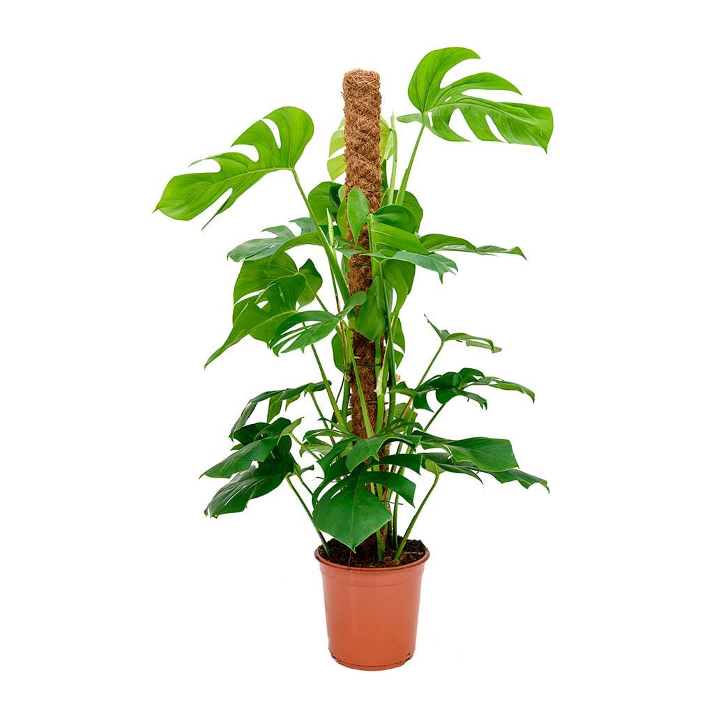 Monstera deliciosa - Swiss Cheese Plant - Moss Pole