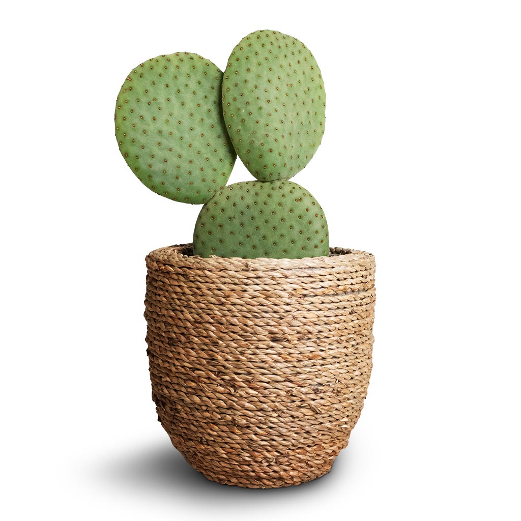 Opuntia microdasys - Bunny Ear Cactus & Cody Plant Pot - Straw Grass
