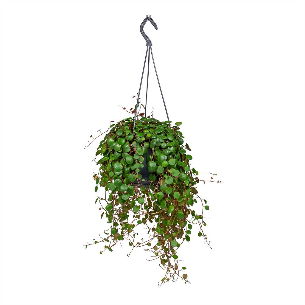 Peperomia prostrata Pepperspot - String of Coins