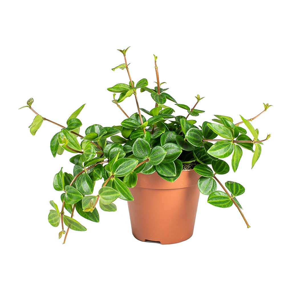 Peperomia angulata - Dark Green Beetle Radiator Plant