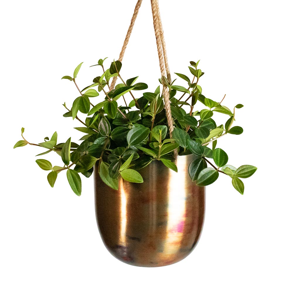 Peperomia angulata rocca scuro - Dark Green Beetle Radiator Plant & Kian Hanging Metal Planters - Set of 3 - Sky Burn