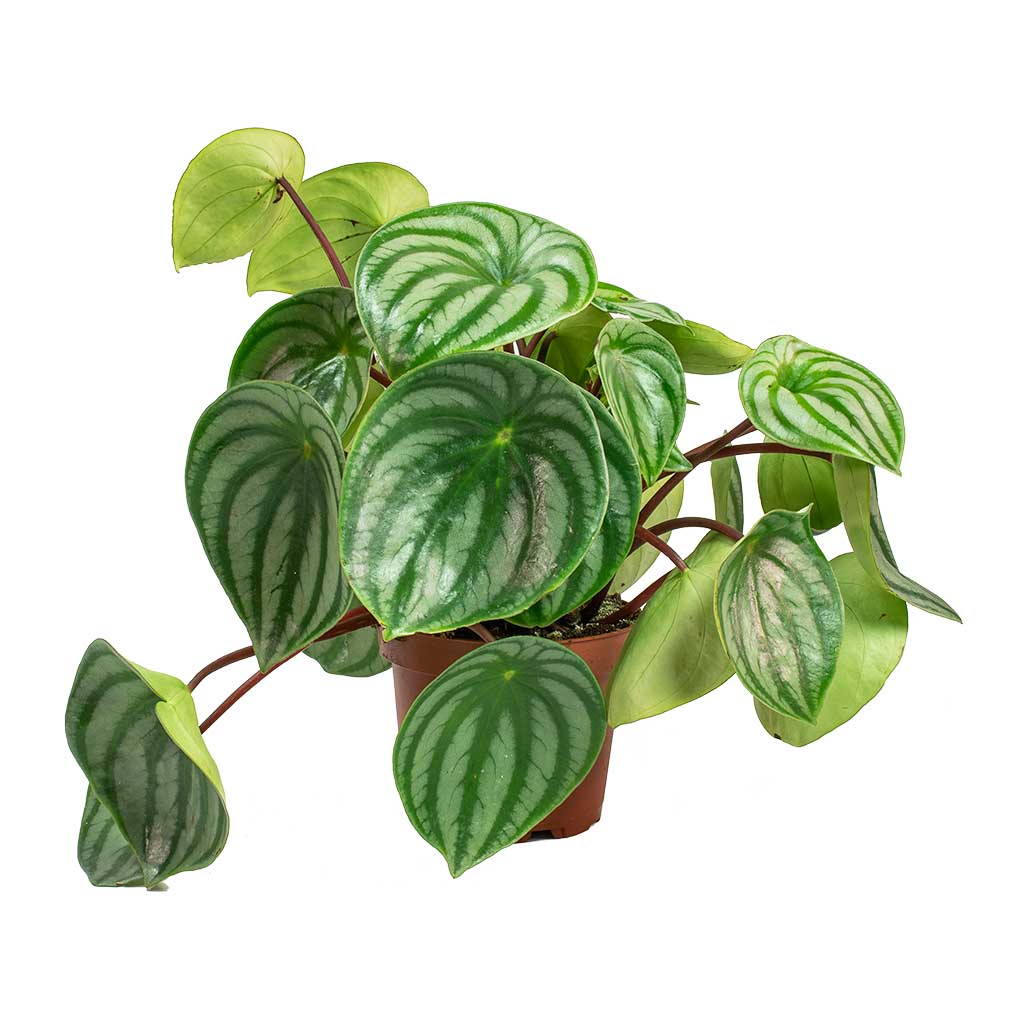 Peperomia argyreia - Watermelon Peperomia