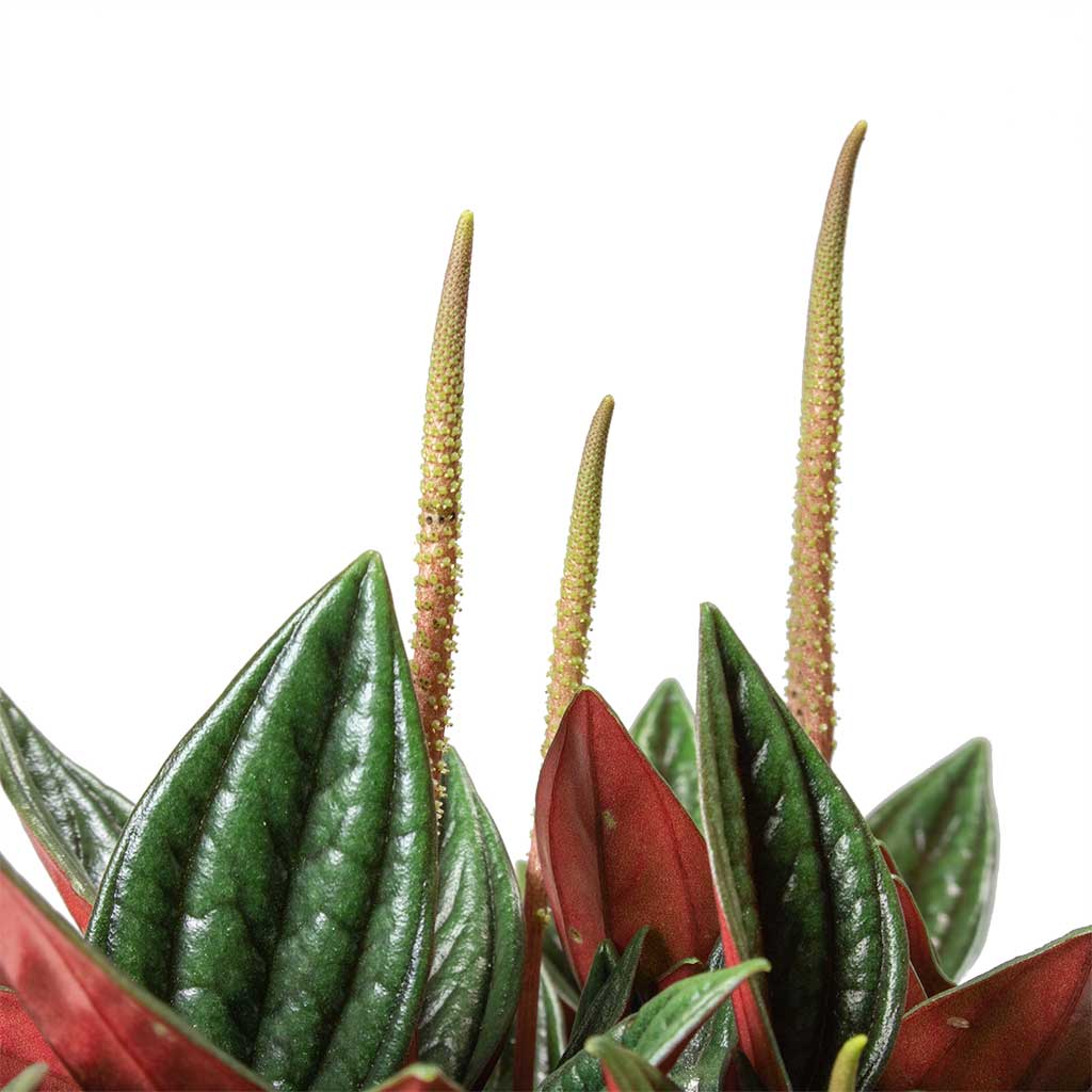 Peperomia caperata Rosso Leaves
