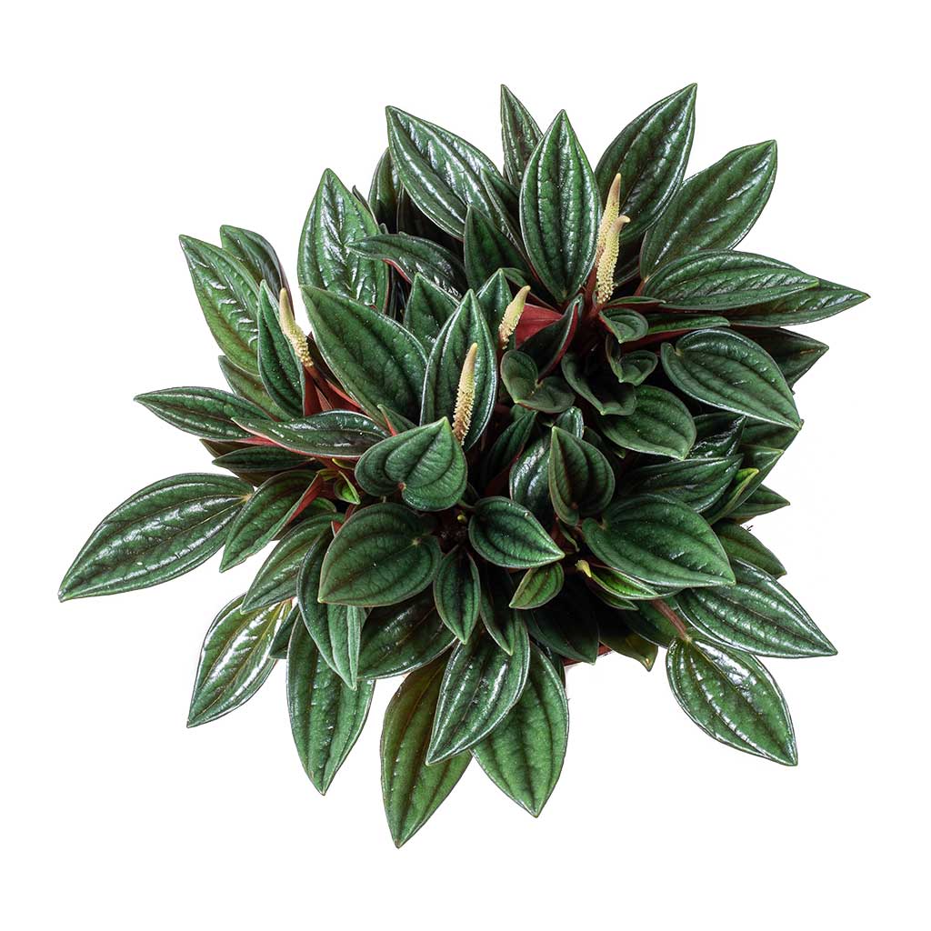 Peperomia caperata Rosso Leaves