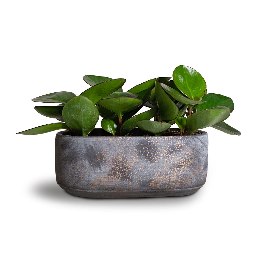 Peperomia clusiifolia Red Margin - Red Edged Radiator Plant & Saar Earth Cement
