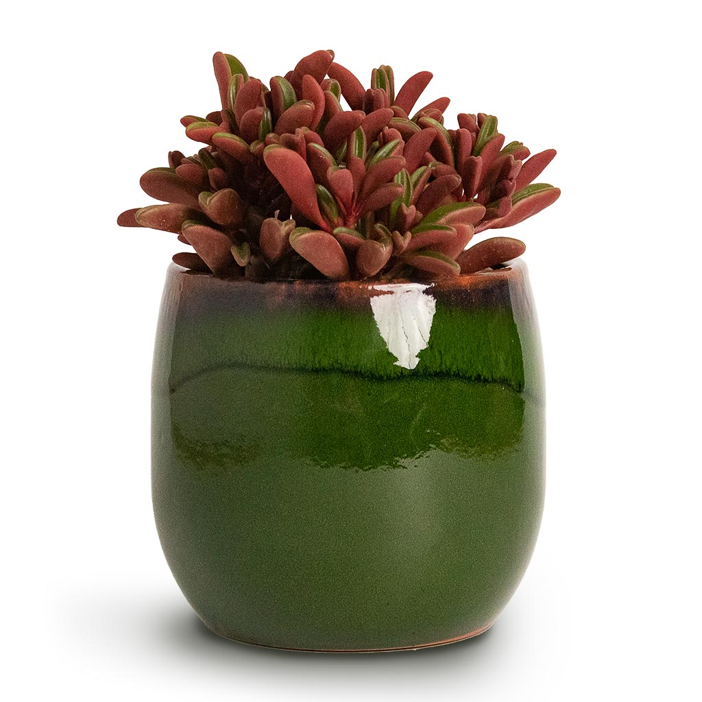 Peperomia graveolens Ruby Glow Radiator Plant & Charlotte Plant Pot Green