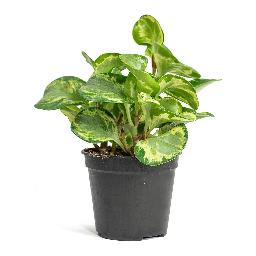 Peperomia obtusifolia Golden Gate Baby Rubber Plant Small