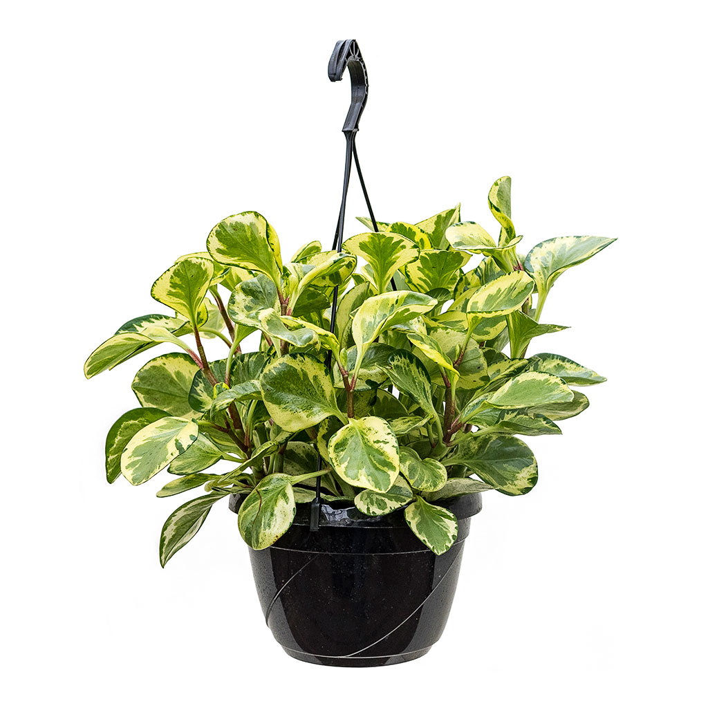 Peperomia obtusifolia Golden Gate Baby Rubber Plant Large