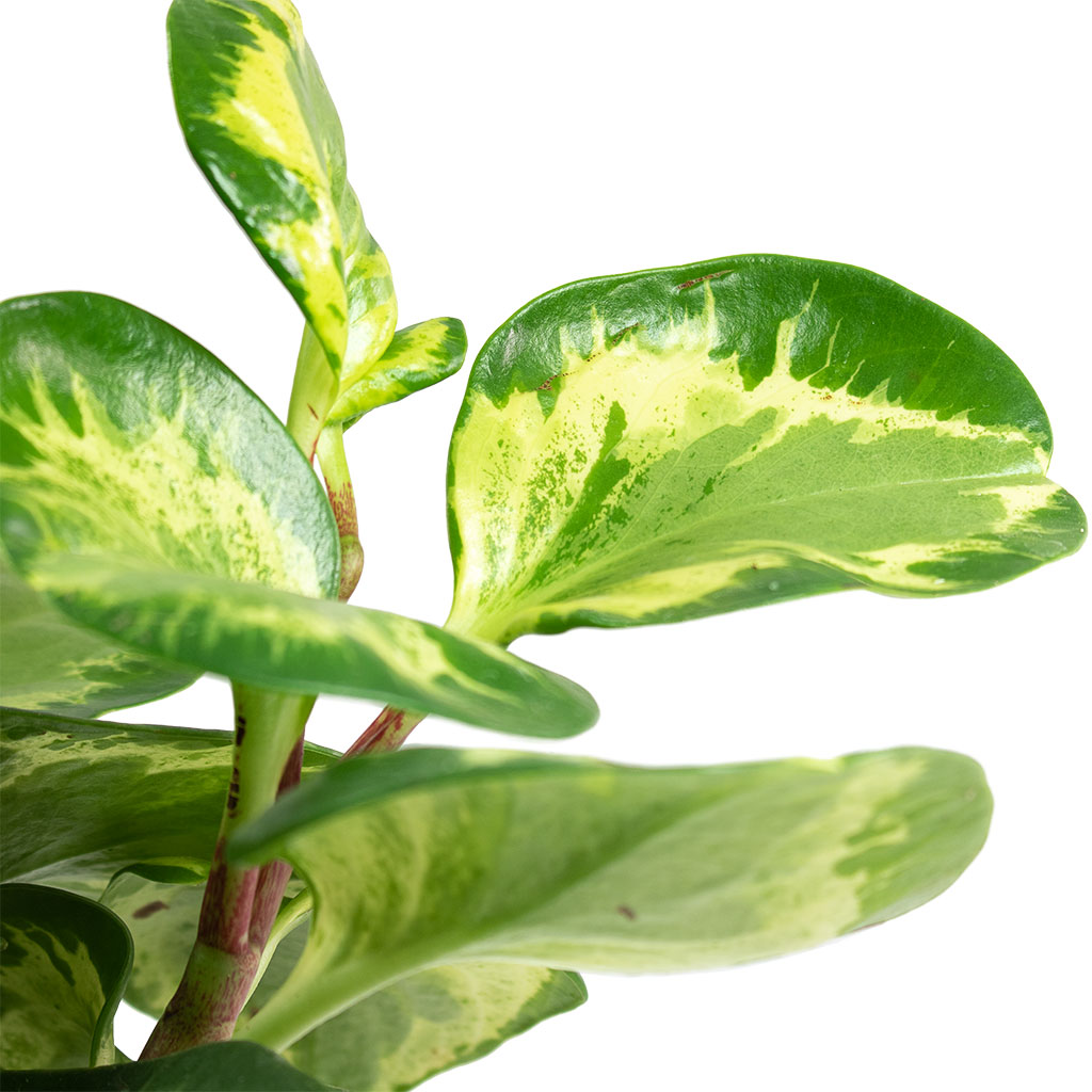 Peperomia obtusifolia Golden Gate Baby Rubber Plant Close-Up