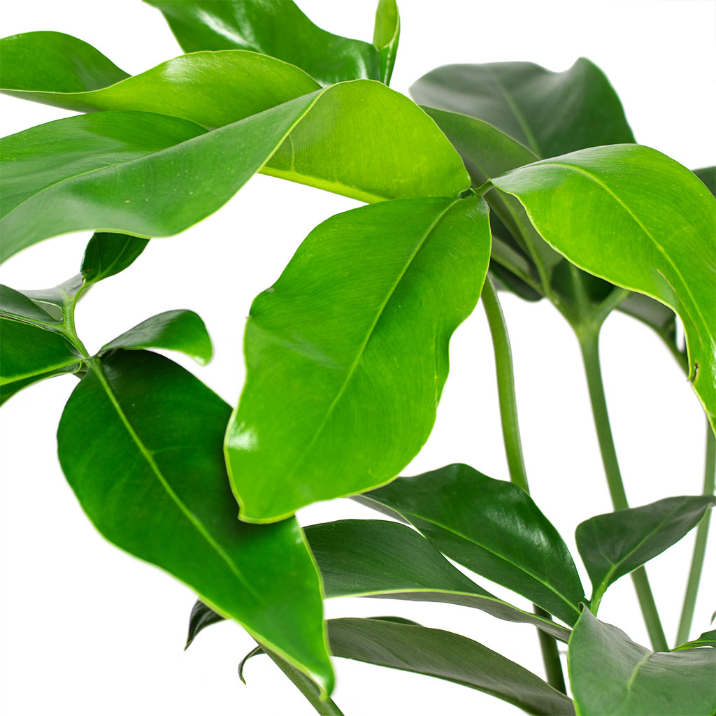 Philodendron Green Wonder Houseplant Close-Up