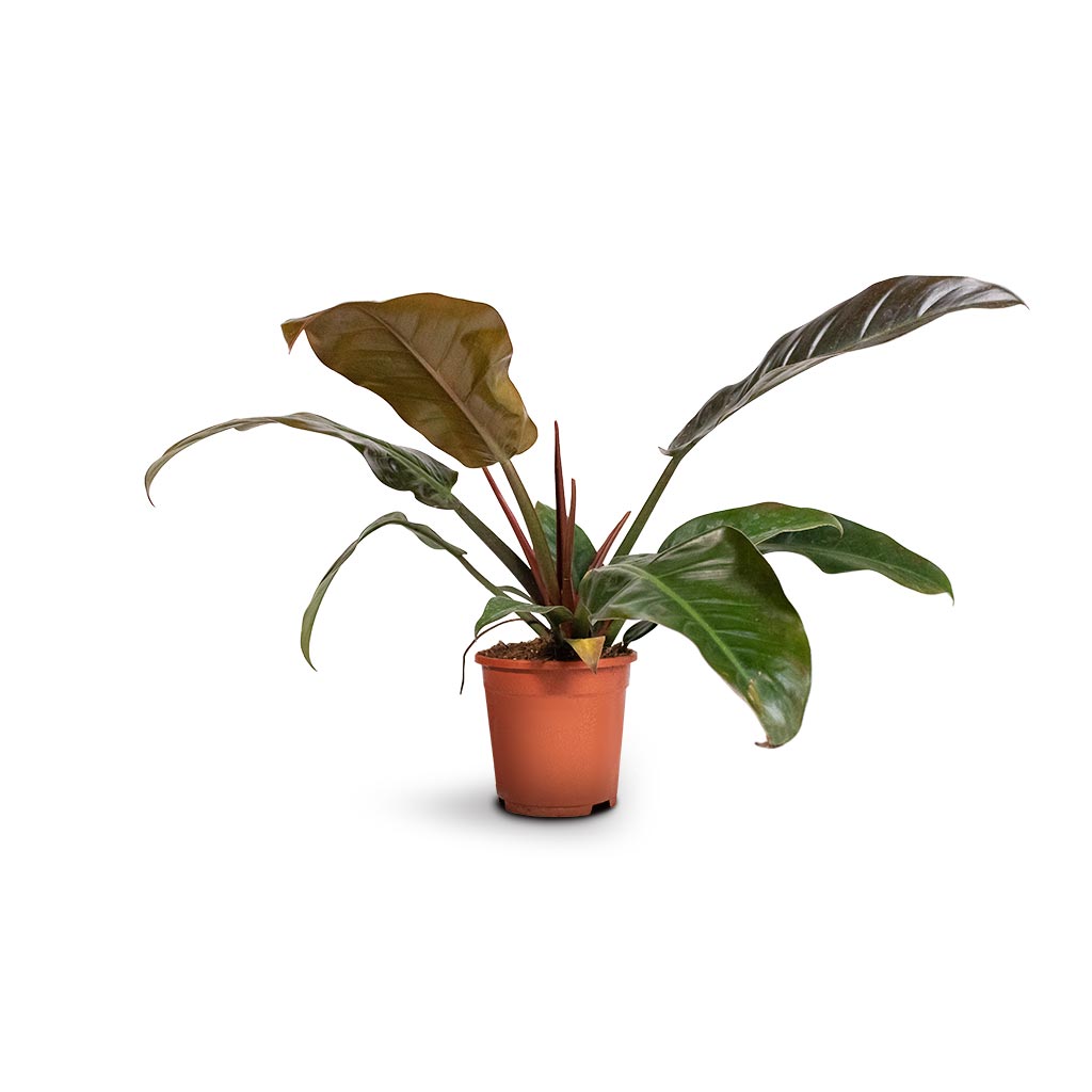 Philodendron Imperial Red - 17 x 50cm
