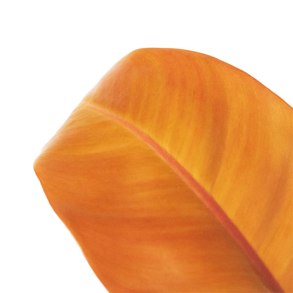Philodendron Prince of Orange Houseplant Leaf