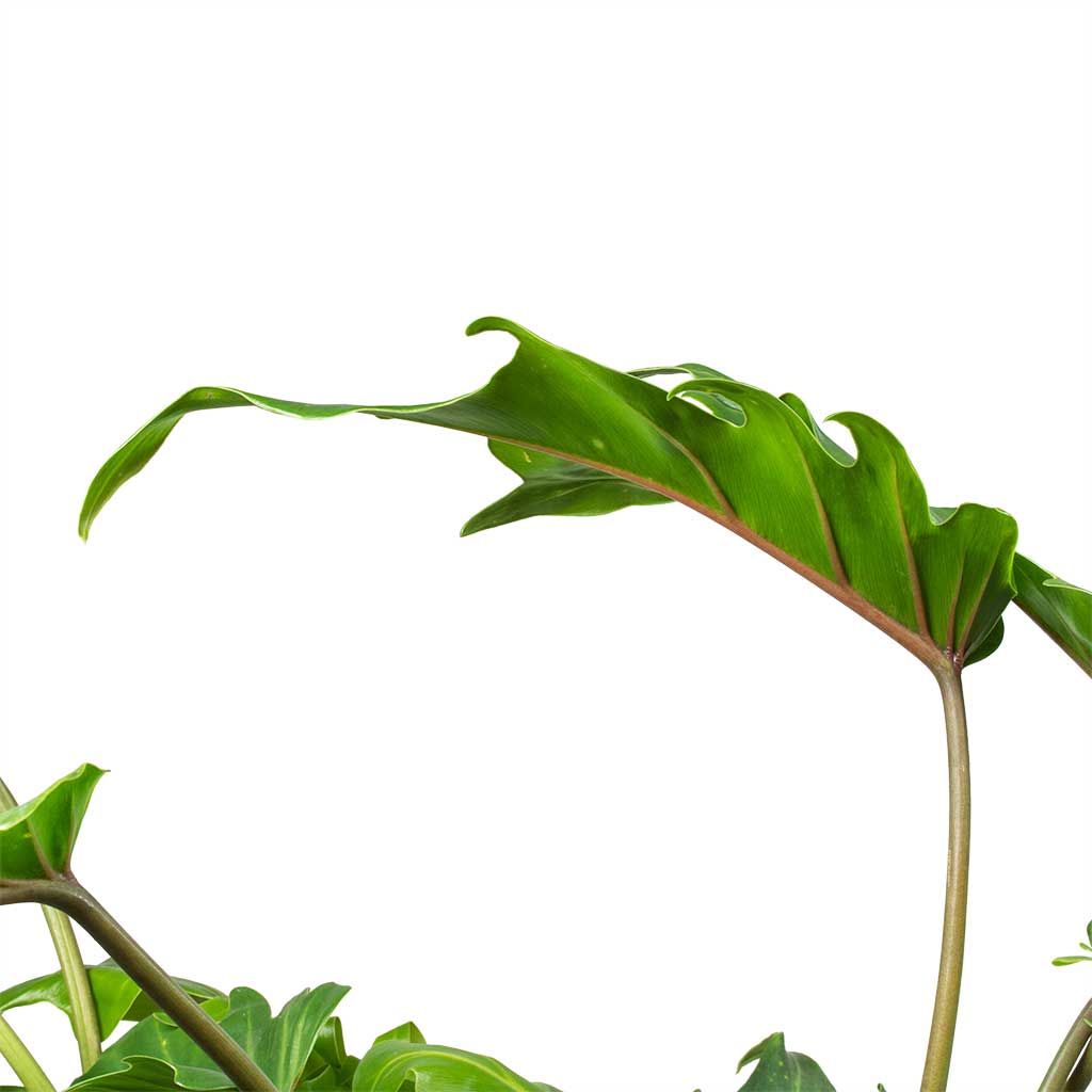 Philodendron Winterbourn - Xanadu Philodendron Leaf