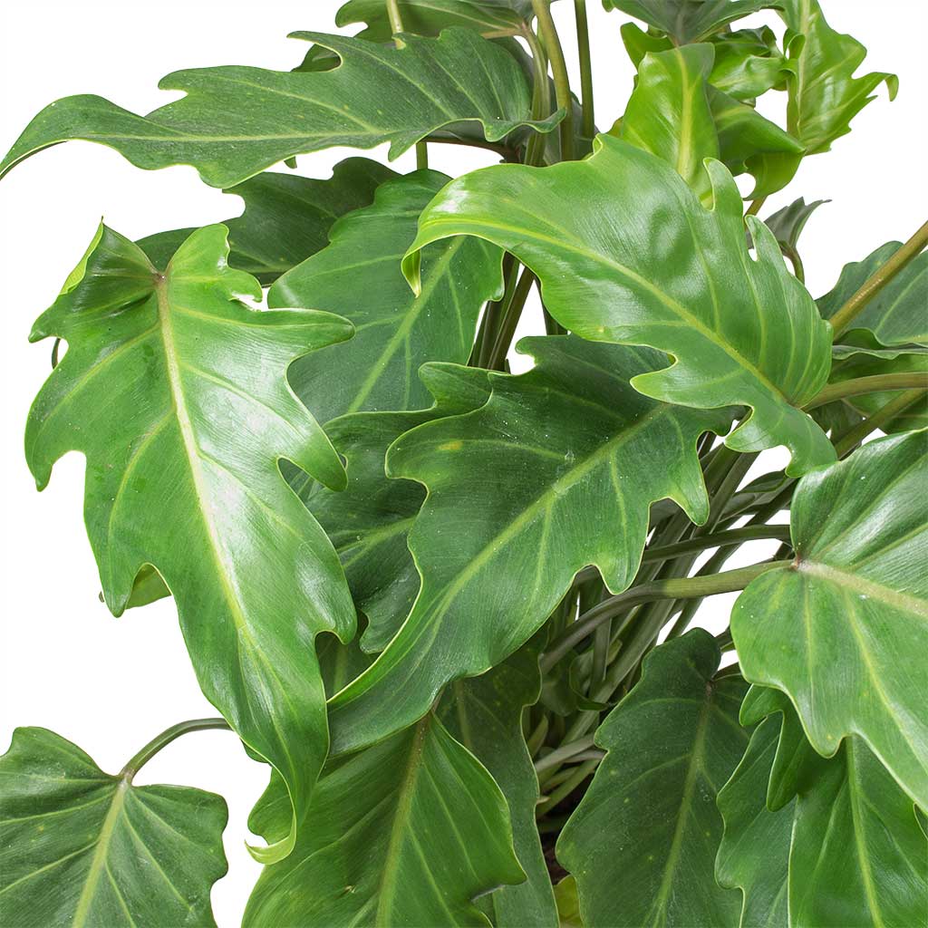 Philodendron Winterbourn - Xanadu Philodendron Leaves
