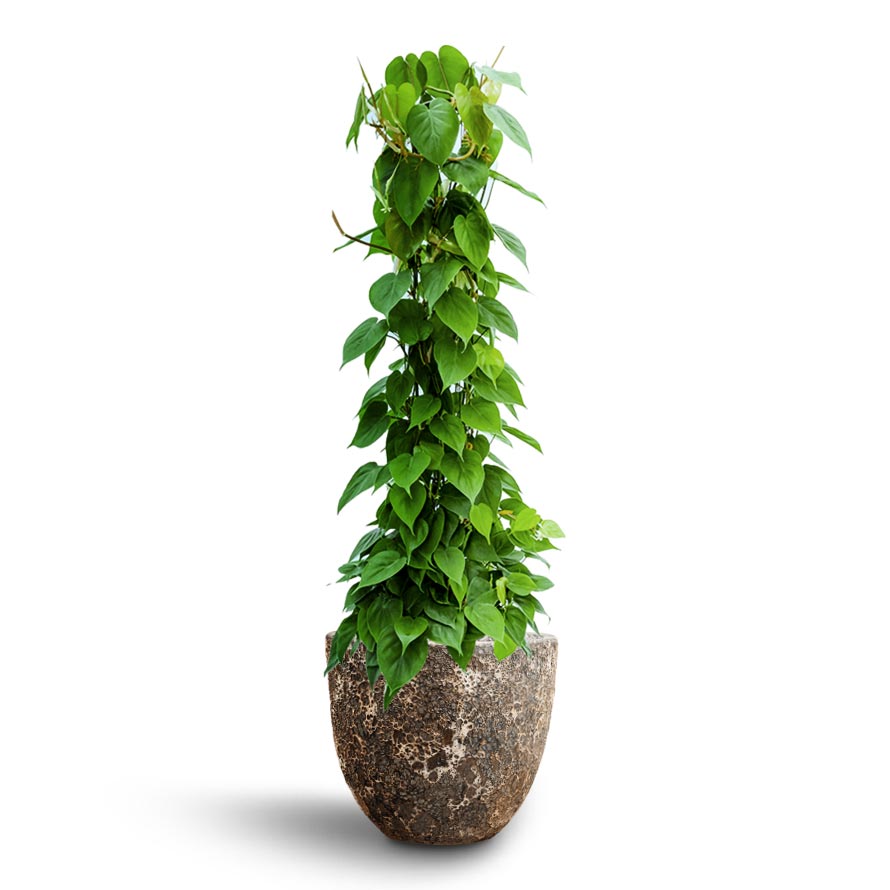 Philodendron scandens - Column - Hydroculture & Lava Couple Relic Planter - Rust