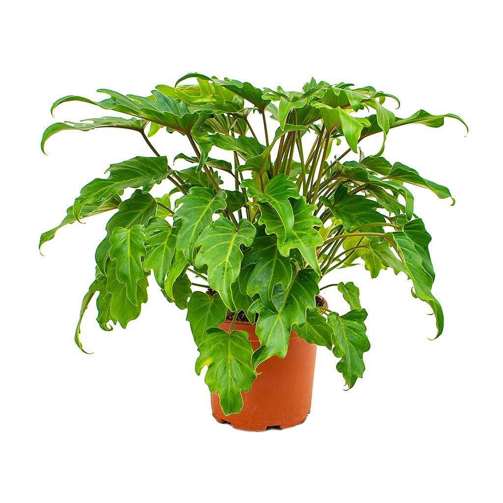 Philodendron xanadu 55-60cm
