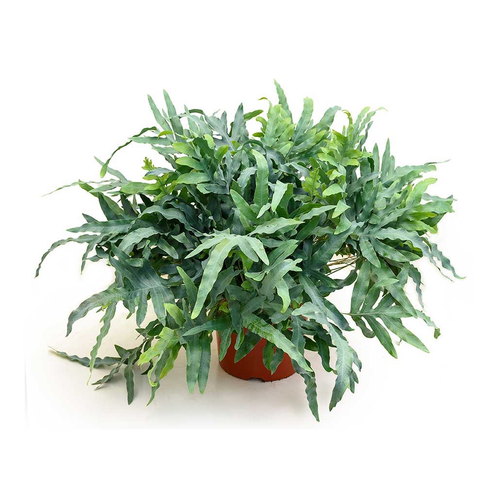 Phlebodium Blue Star - Blue Star Fern 26 x 60cm