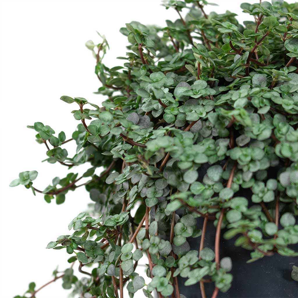 Pilea glaucophylla Greyzy Silver Sparkles Close-Up