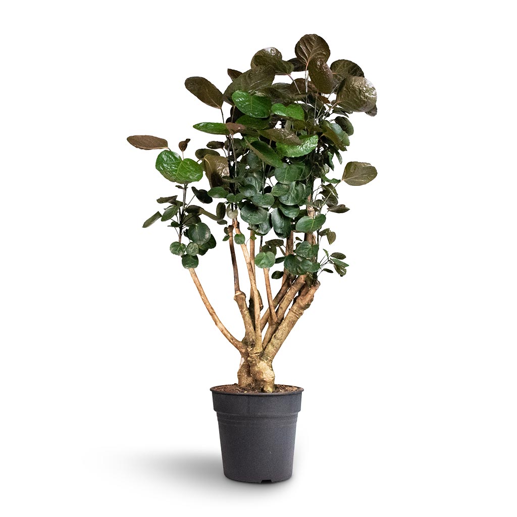 Polyscias Fabian - Aralia Fabian Mid