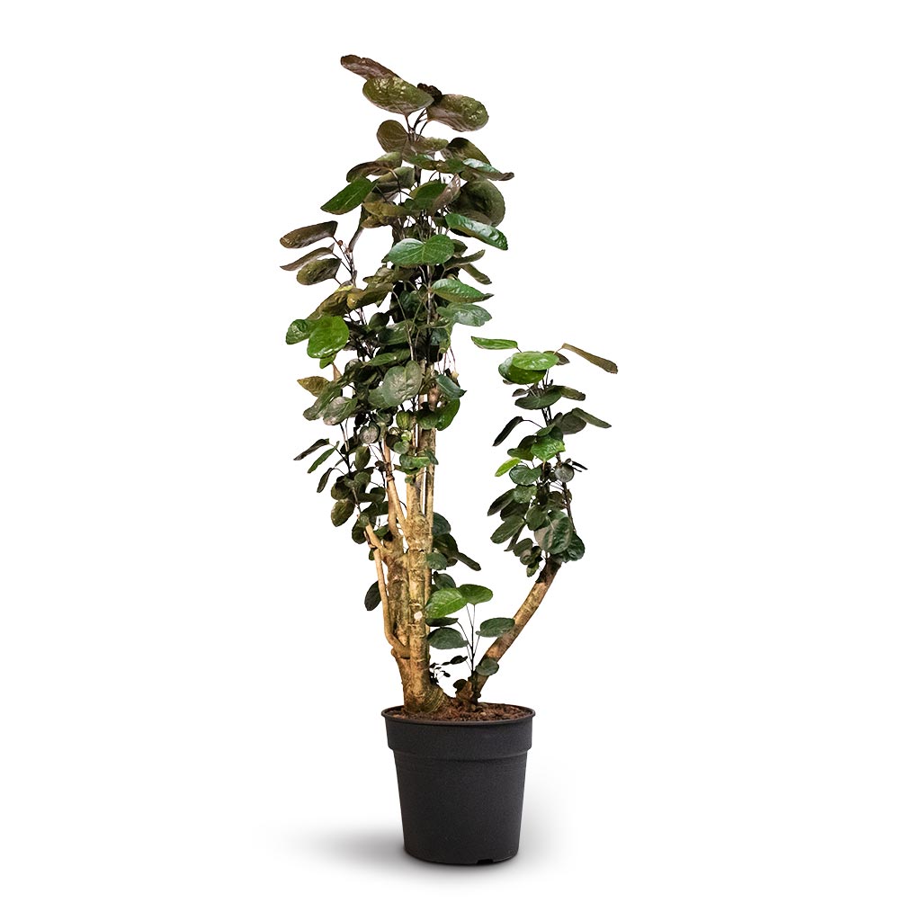 Polyscias Fabian - Aralia Fabian Large