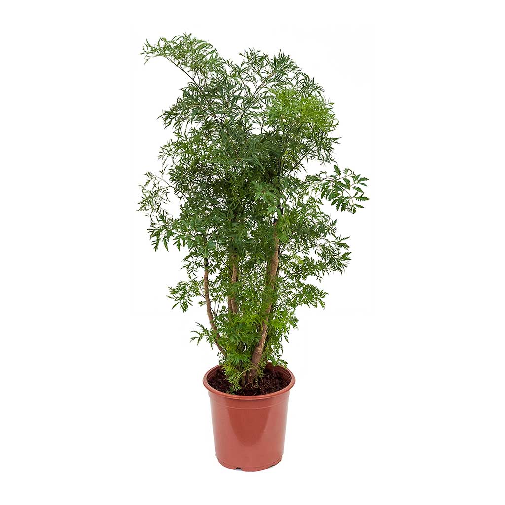 Polyscias Ming - Aralia Ming 21 x 80cm